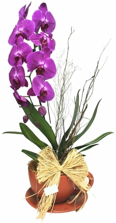 Orquídea na Xícara Cor Cerâmica