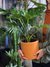Philodendron wembé - comprar online