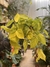 Philodendron cordatum lemon en internet