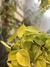 Philodendron cordatum lemon - comprar online