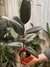 Ficus elástica borgoña chico / gomero en internet