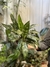 Aglaonema maria - comprar online