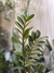 Zamioculcas zamiifolia mediana - comprar online