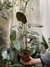 Calathea ornata - comprar online