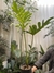 Philodendron wembé grande en internet