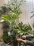 Philodendron wembé grande