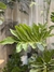Philodendron wembé grande - comprar online