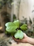 Hoya kerrii con hojas y tallo - comprar online