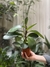 Peperomia clusiifolia - comprar online