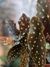 Begonia maculata en internet