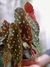 Begonia maculata - comprar online