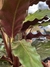 Calathea elgergrass - elbosqueplantas