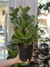 Ficus pandurata mini - comprar online