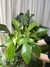 Philodendron squamiferum - comprar online