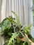 Epiphyllum anguliger/ fishbone - comprar online