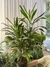 Dracaena robusta - comprar online