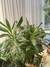 Dracaena robusta - tienda online