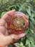 Orgonite Mandala Olho de Tigre - loja online