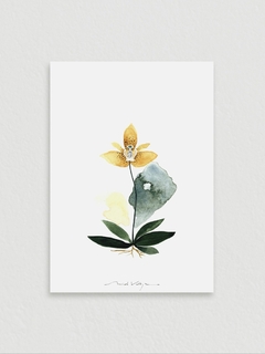 Print Orquídea Umber