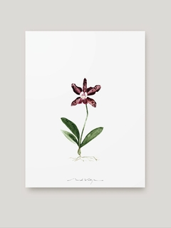 Print Orquídea Cattleya
