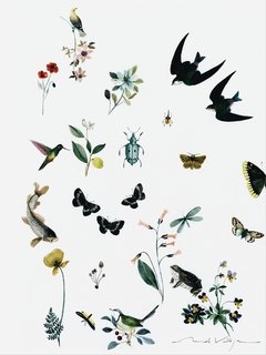 Flora y Fauna II