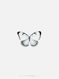 Composición Prints Mariposas - tienda online