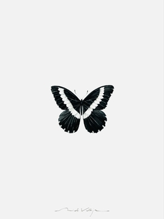 Print Mariposa Papilio
