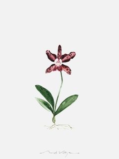 Print Orquídea Cattleya - comprar online