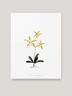Print Orquídea Hambuhren
