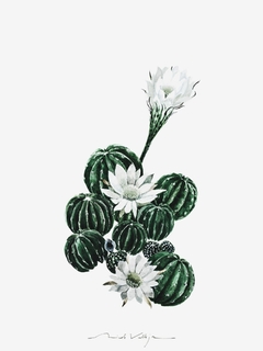 Print Cactus en Flor