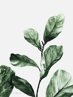 Print Ficus Lyrata