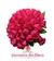 Buquê de Noiva em Formato Redondo de Rosas Pink - BN00032