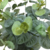 Galho de Eucalipto Artificial com 5 Flores - loja online