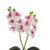 Mini Orquídea Artificial - comprar online