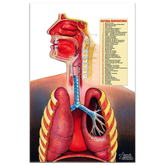 Poster Pró-Fono do sistema respiratório - comprar online