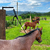 Kit Eixo Educador para Cavalos + Sal Rosa do Himalaia - comprar online