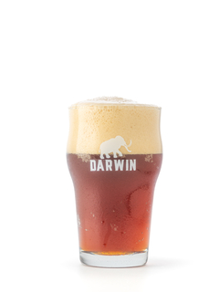 Pinta Stout DARWIN - comprar online