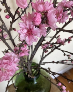 Sakura Ramas de Cerezo