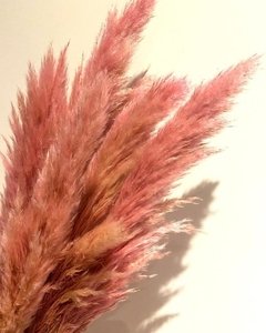 Pink Pampa Grass Vara XXL