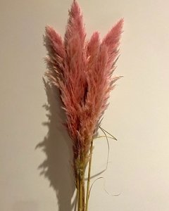 Pink Pampa Grass Vara XXL - Beetles & Magnolias