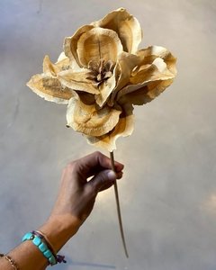Flor de Jacarandá