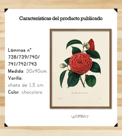 Camelias / 6 modelos - comprar online