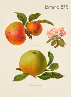 Herefordshire manzanas y peras
