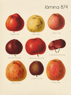 Imagen de Herefordshire manzanas y peras