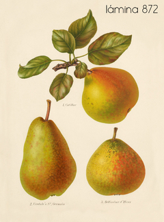 Herefordshire manzanas y peras - Wombat