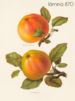 Herefordshire manzanas y peras - comprar online