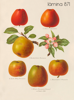 Herefordshire manzanas y peras en internet