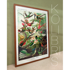 Der Natur (Haeckel) - Kolibris - comprar online