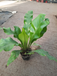 Asplenium chico - comprar online