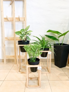 Trio Live con plantas en internet